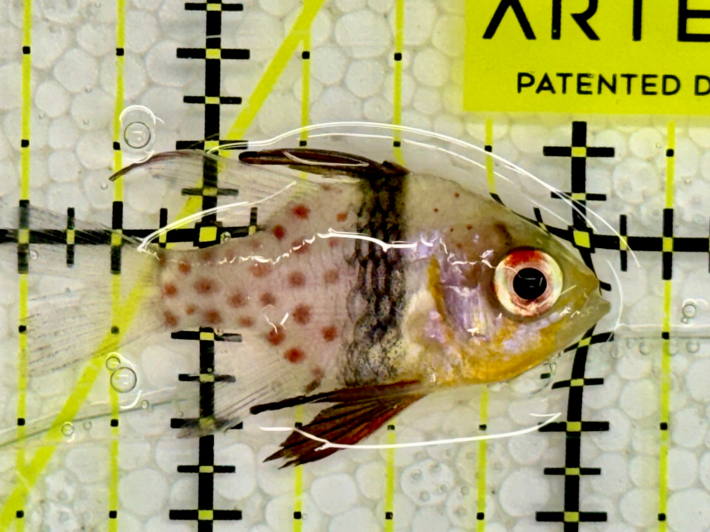 Pajama Cardinal Fish PCF043001 WYSIWYG Size :1.5”