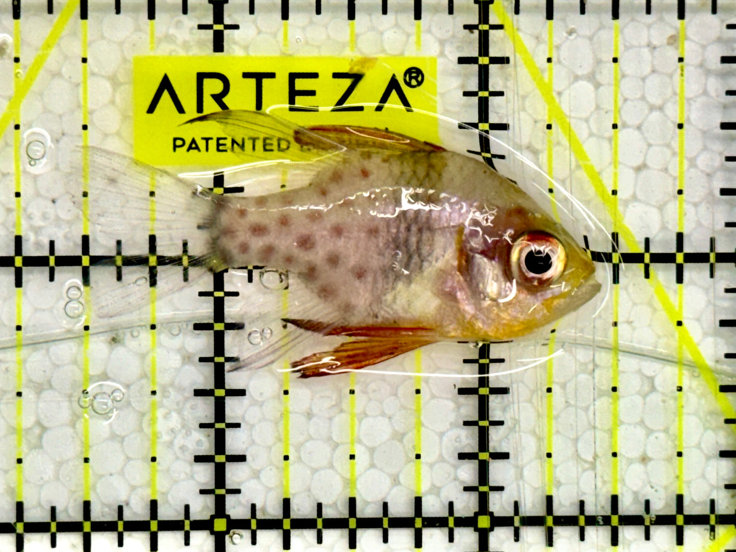 Pajama Cardinal Fish PCF043002 WYSIWYG Size : 2”