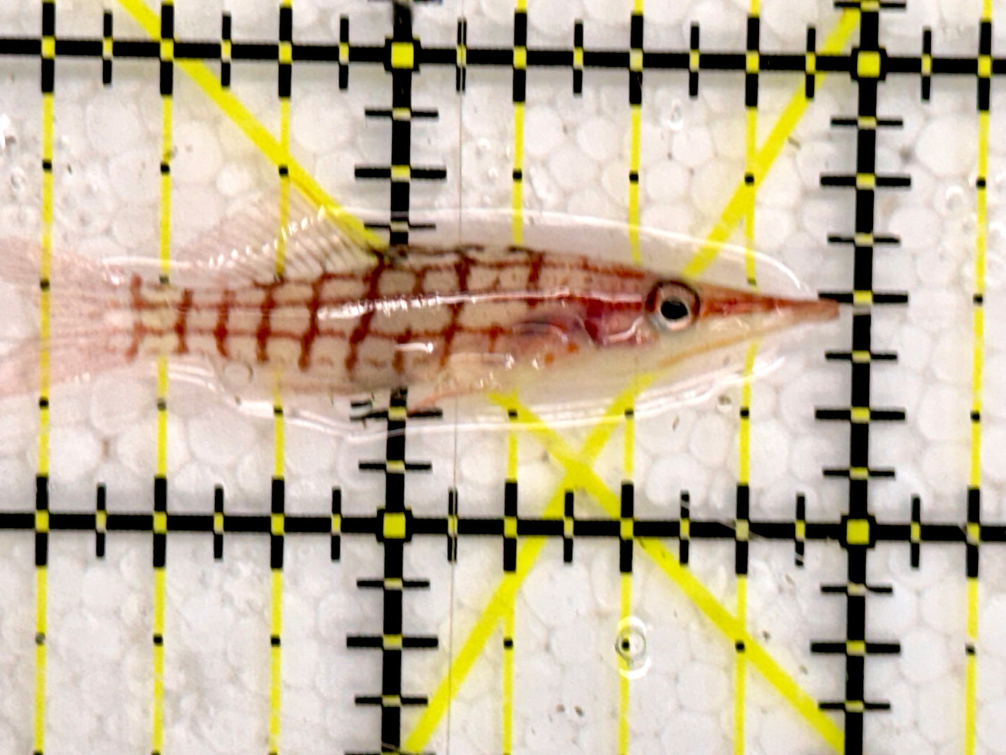 Longnose Hawkfish LHF043002 WYSIWYG Size:1.75"