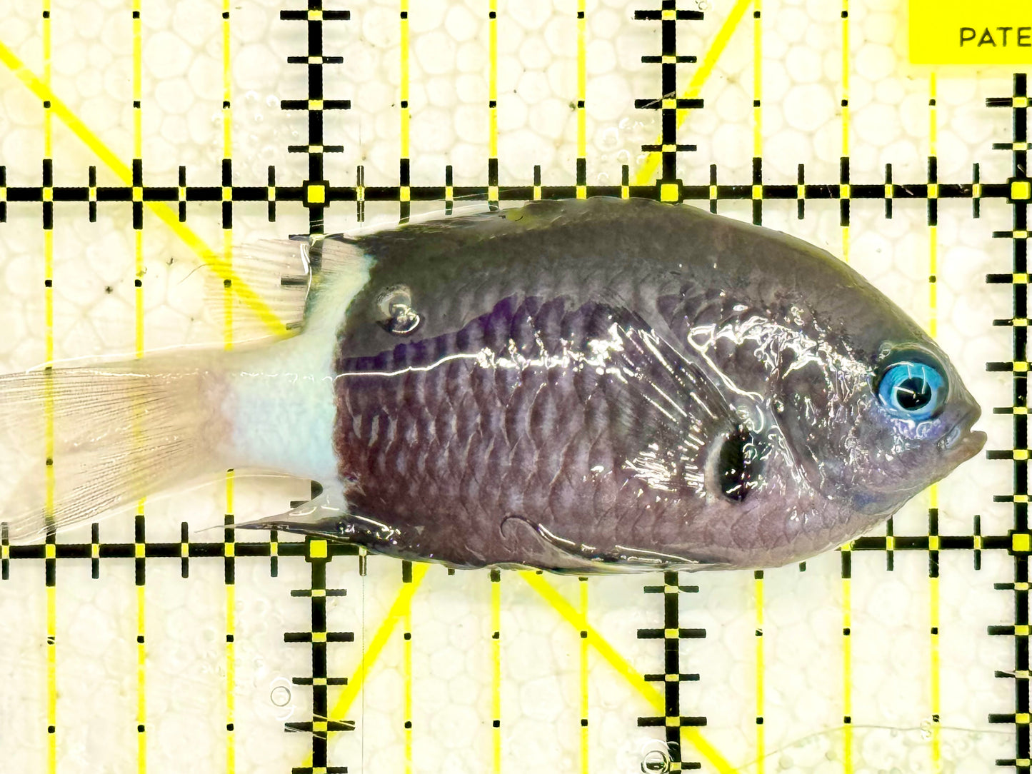 Bicolor Chromis BC043001 WYSIWYG Size: 3”