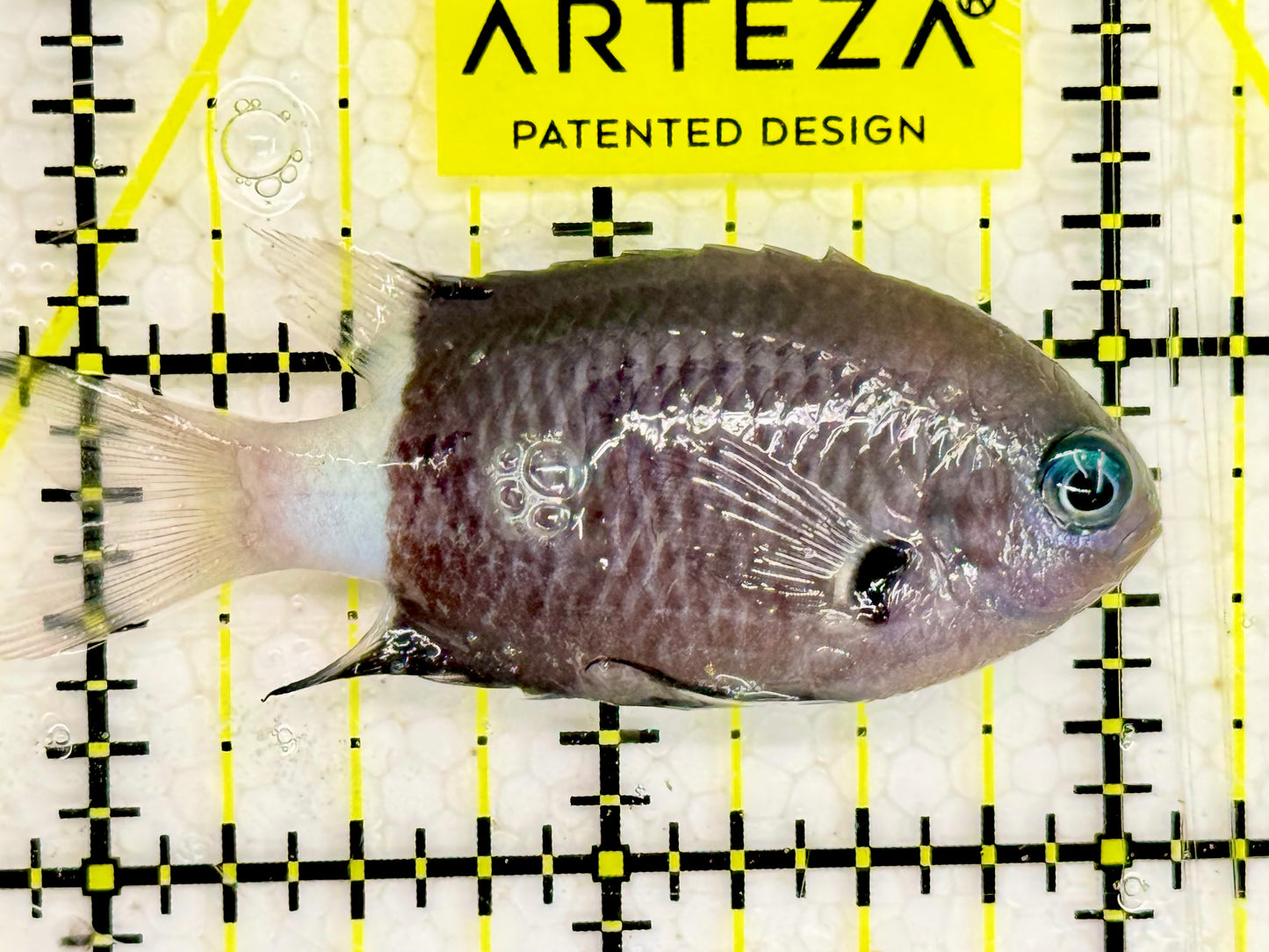 Bicolor Chromis BC043002 WYSIWYG Size: 2”
