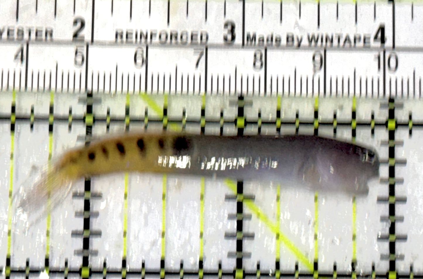 Oman Special Grade Gulf Blenny OSGGB050701 WYSIWYG Size : S 2.75" approx