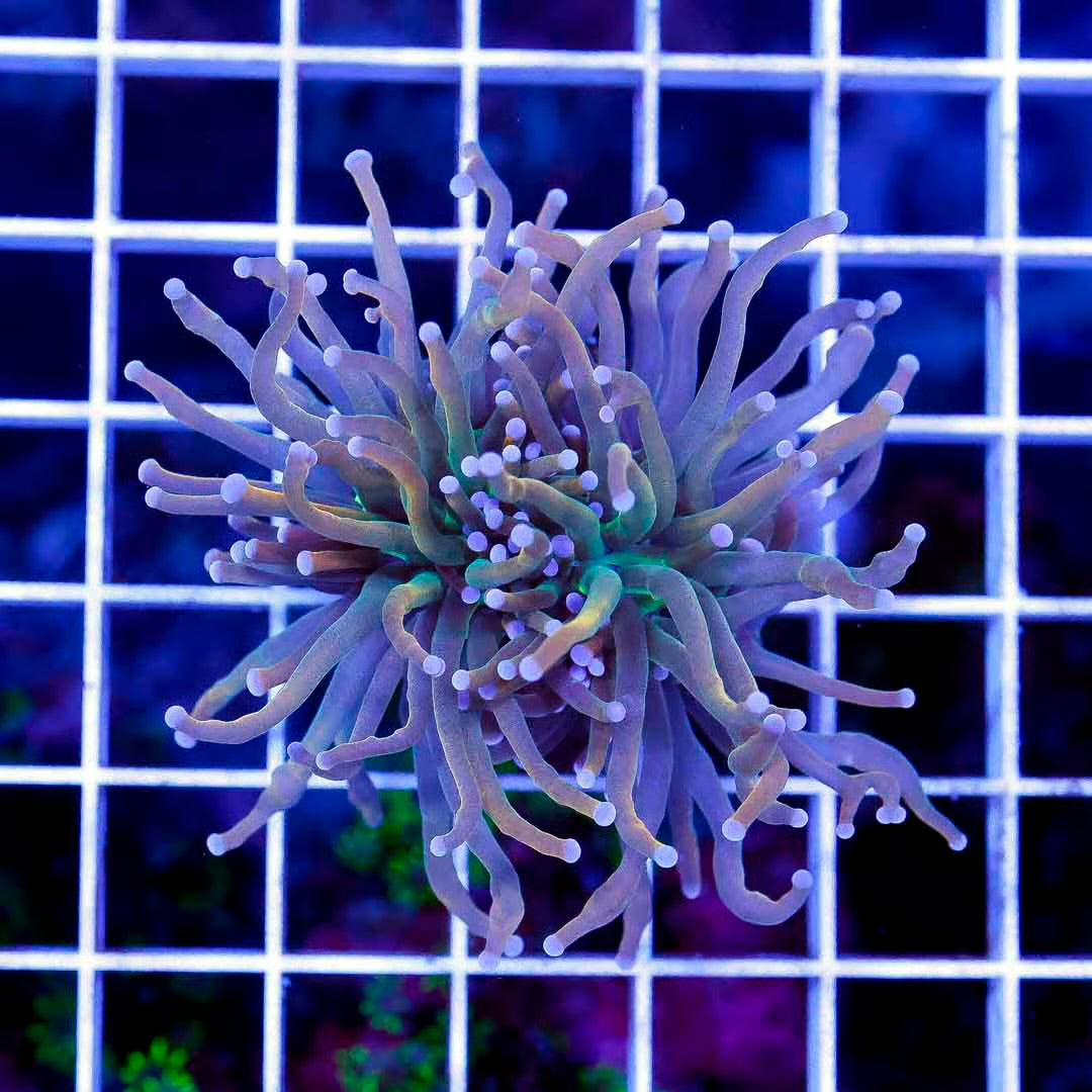 Indo Holy Grail Torch 1H Mother Colony IHGTMC052701 WYSIWYG