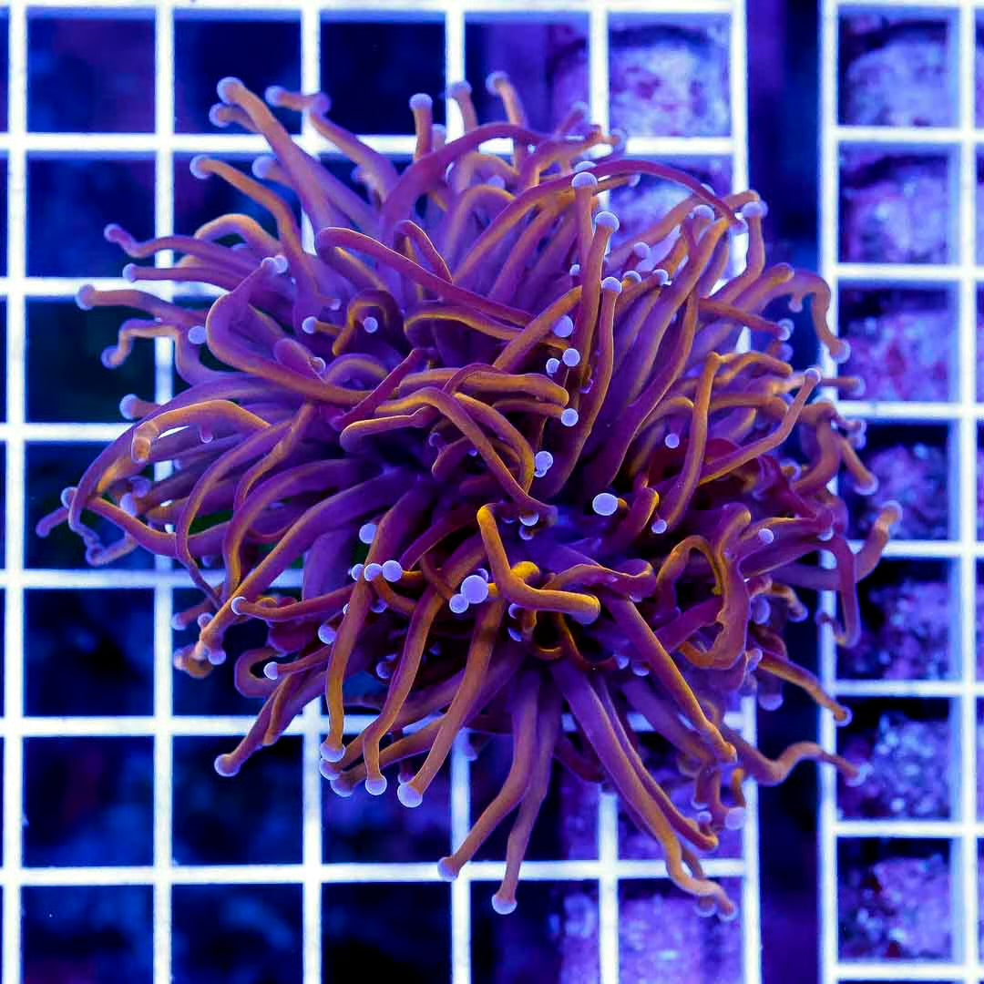 Neon Indo Gold Torch 1H Mother Colony NGTMC052701 WYSIWYG
