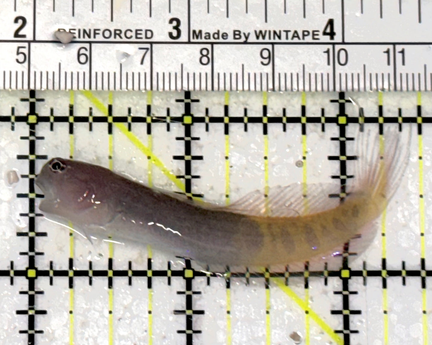 Oman Special Grade Gulf Blenny OSGGB050703 WYSIWYG Size : S 2.75" approx