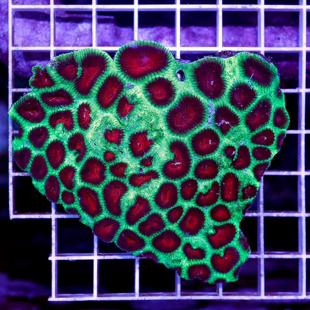 Neon Aussie Favia Mother Colony NAFMC052701 WYSIWYG