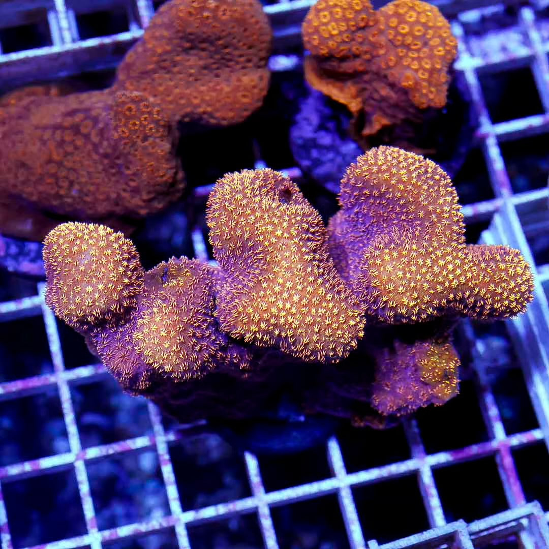 Ultra Aussie Orange Pavona Mother Colony UAOPMC052701 WYSIWYG
