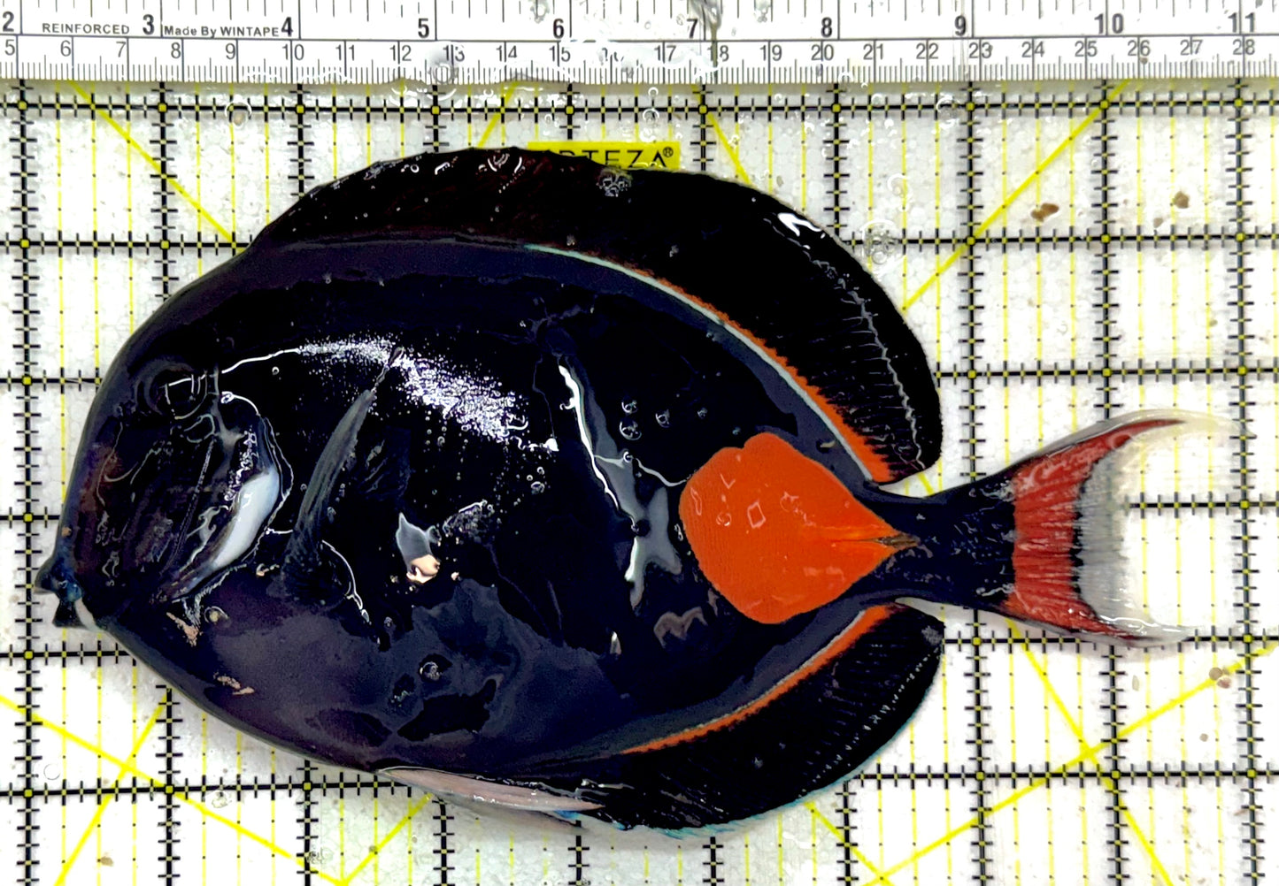 Achilles Tang AT050701 WYSIWYG Size: XXL/Show 8.25" approx