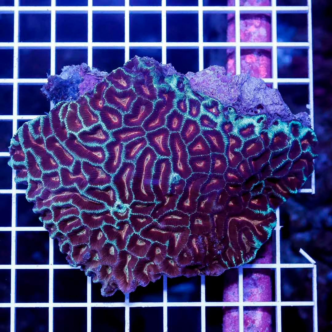 Ultra Aussie Platygyra Mother Colony UAPMC052701 WYSIWYG