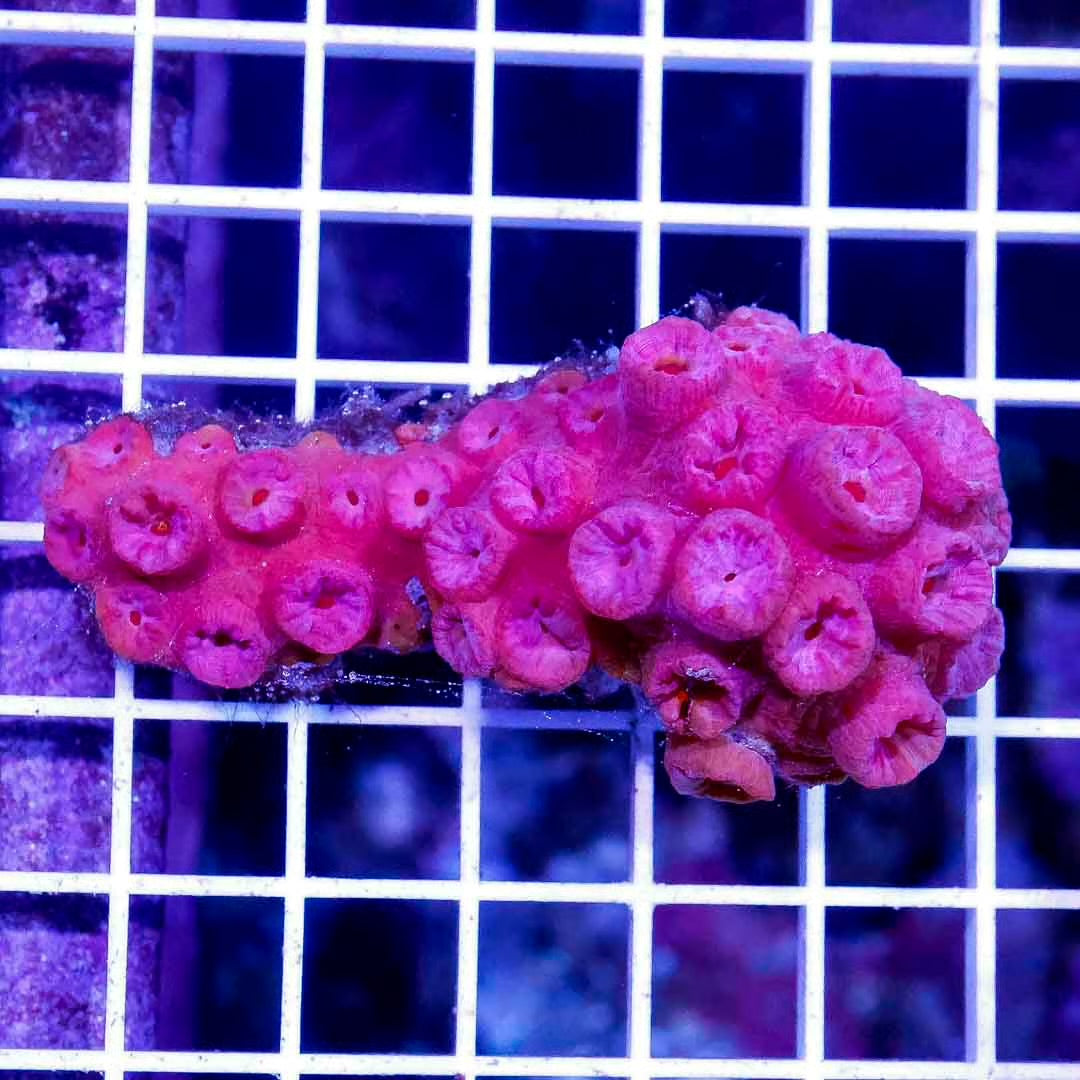 Neon Aussie Tubastrea Mother Colony NATMC052701 WYSIWYG