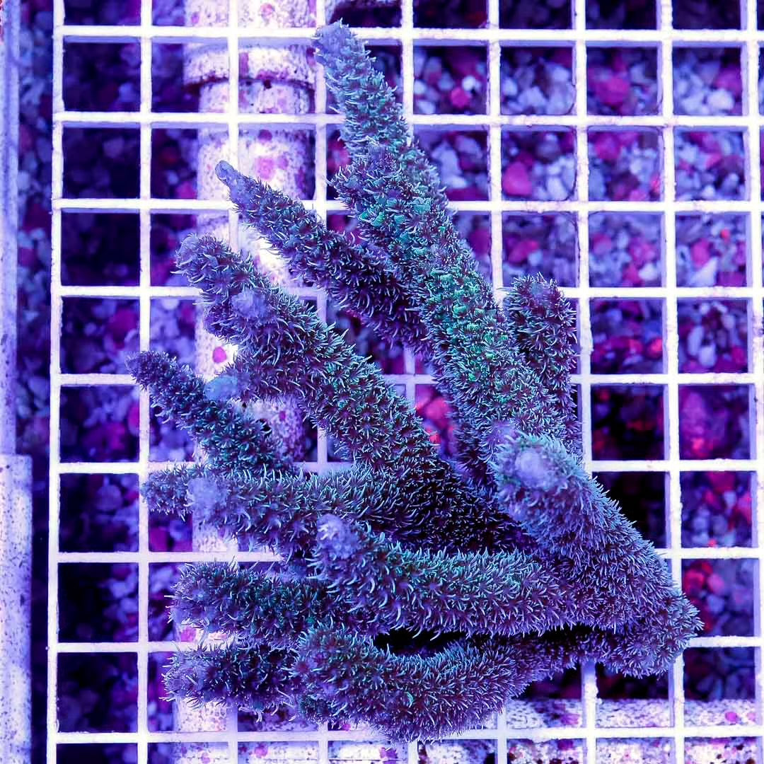 Ultra Aussie Acropora Abrolhosensis Mother Colony UAAAMC052704 WYSIWYG