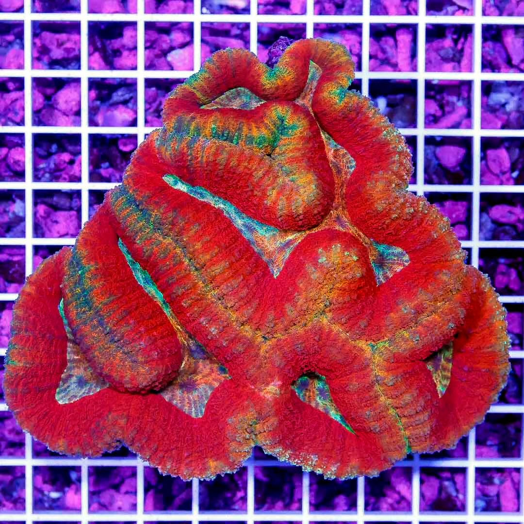 Ultra Hot Aussie Lobophyllia Mother Colony UHALMC052701 WYSIWYG