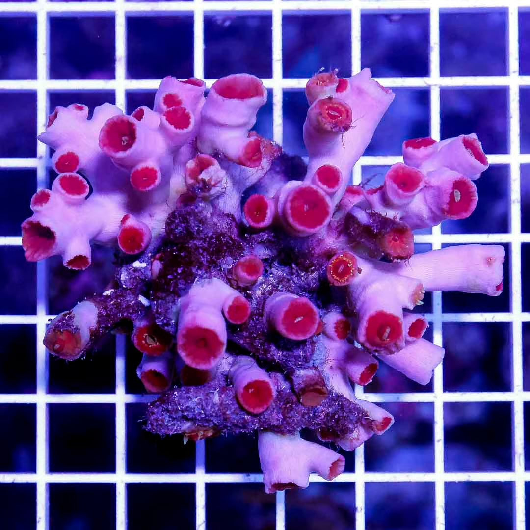Neon Aussie Dendrophyllia Mother Colony NADMC052702 WYSIWYG
