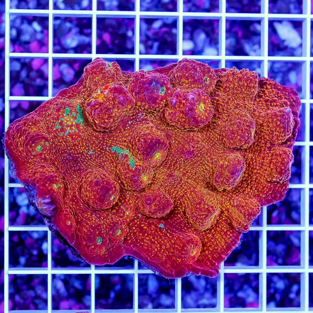 Ultra Aussie Echinophyllia Mother Colony UAEMC052801 WYSIWYG