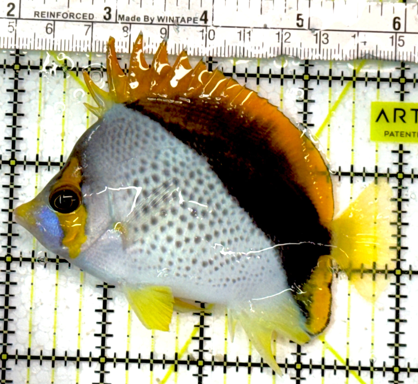 Declivis Butterflyfish DB051001 WYSIWYG Size : L 4" approx