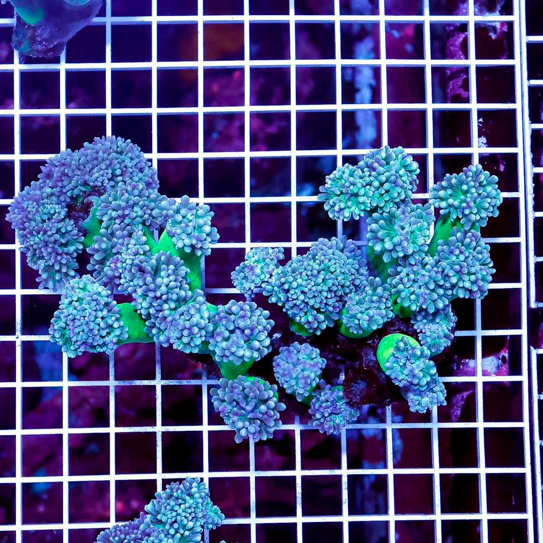 Ultra Aussie Duncan Mother Colony UADMC052802 WYSIWYG