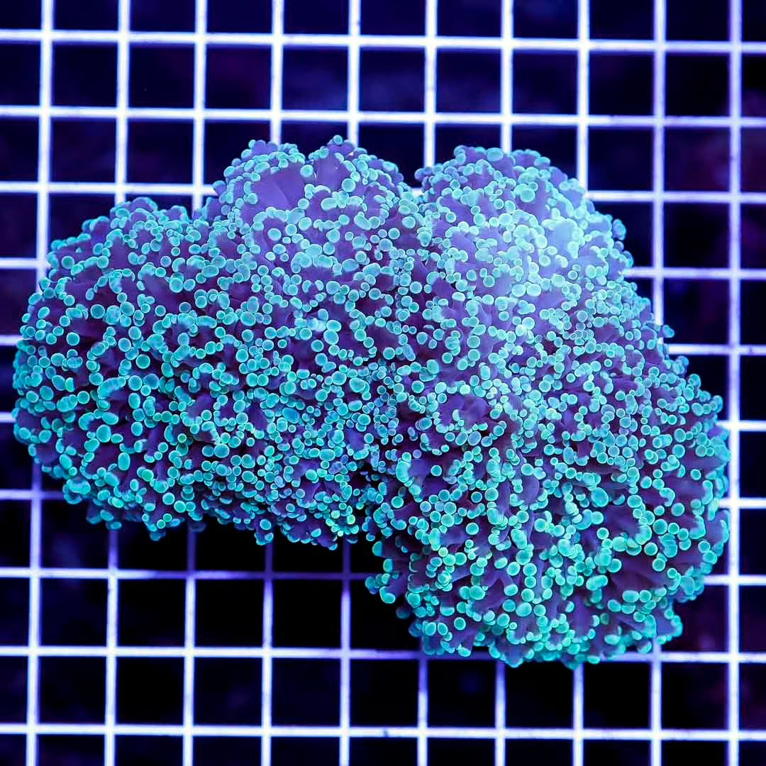 Neon Aussie kingspawn Mother Colony NAKMC052801 WYSIWYG