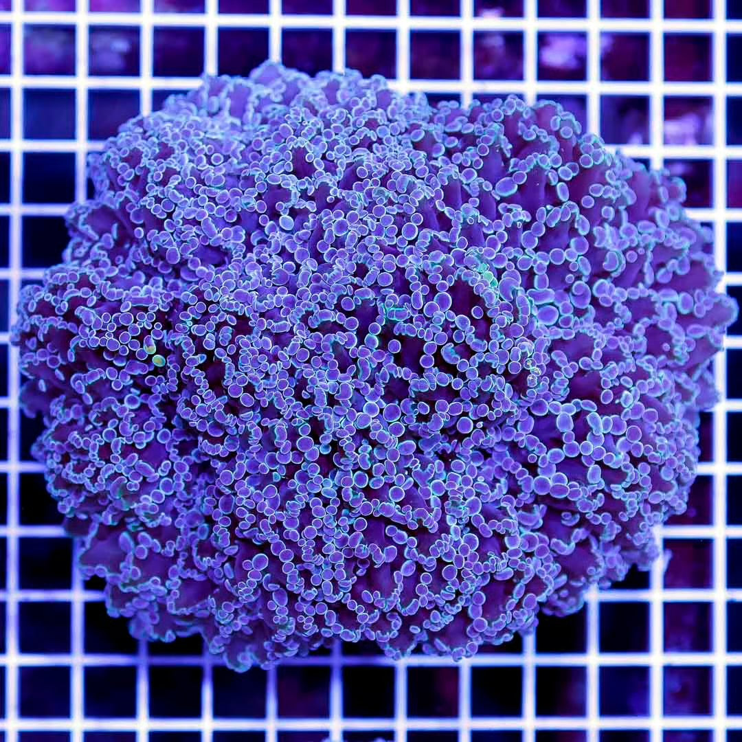 Neon Aussie kingspawn Mother Colony NAKMC052802 WYSIWYG