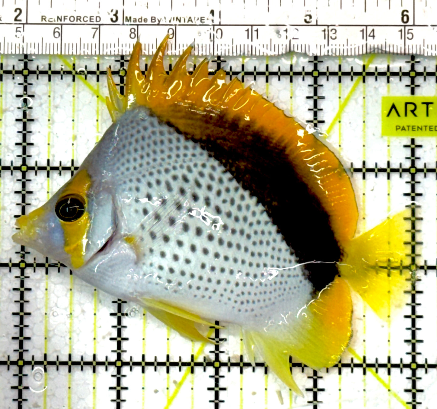 Declivis Butterflyfish DB051002 WYSIWYG Size : L 4" approx