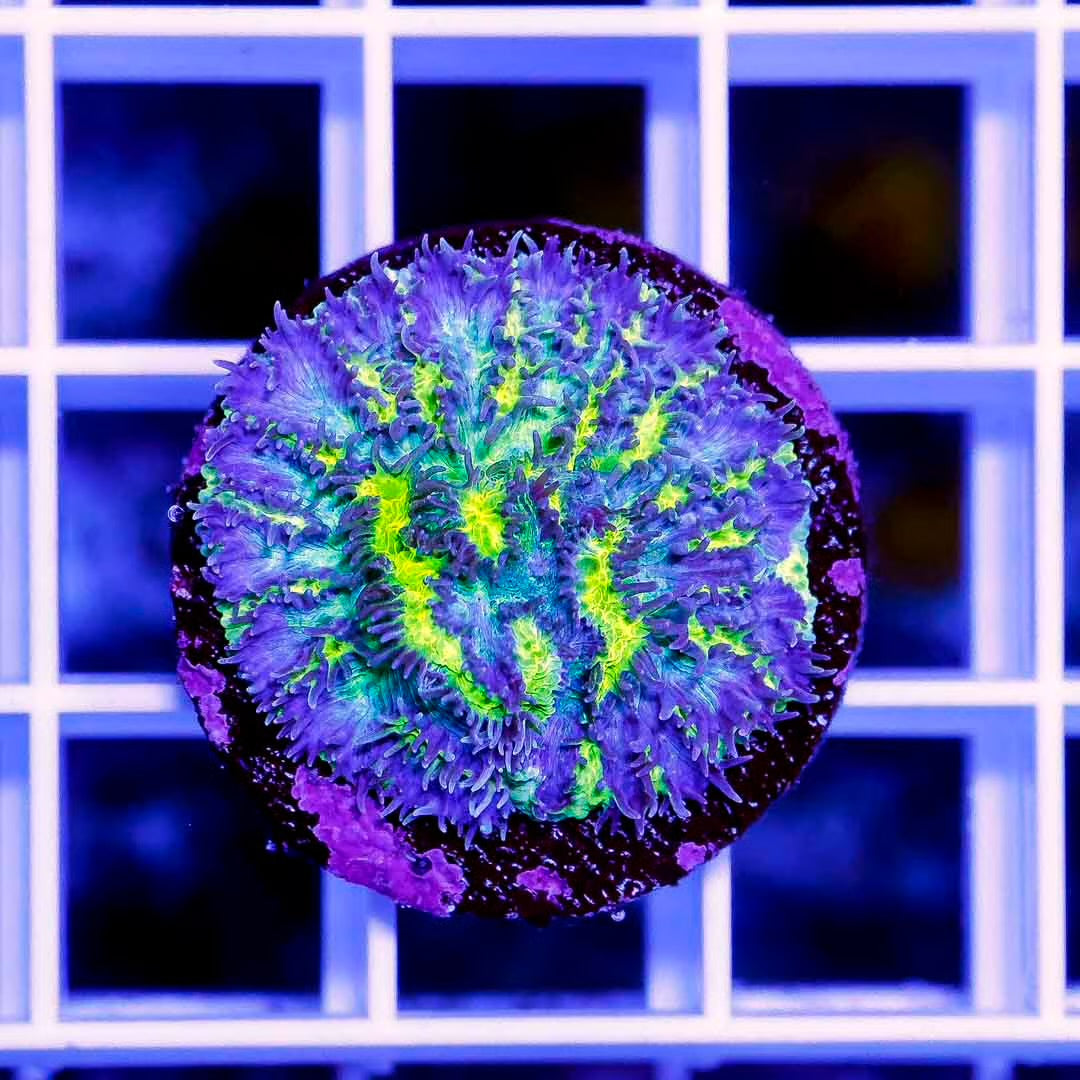 Top Shelf Aquatics Ultra Lemon Frost Hydnophora Frag Mother Colony TSAUFHFMC052801 WYSIWYG