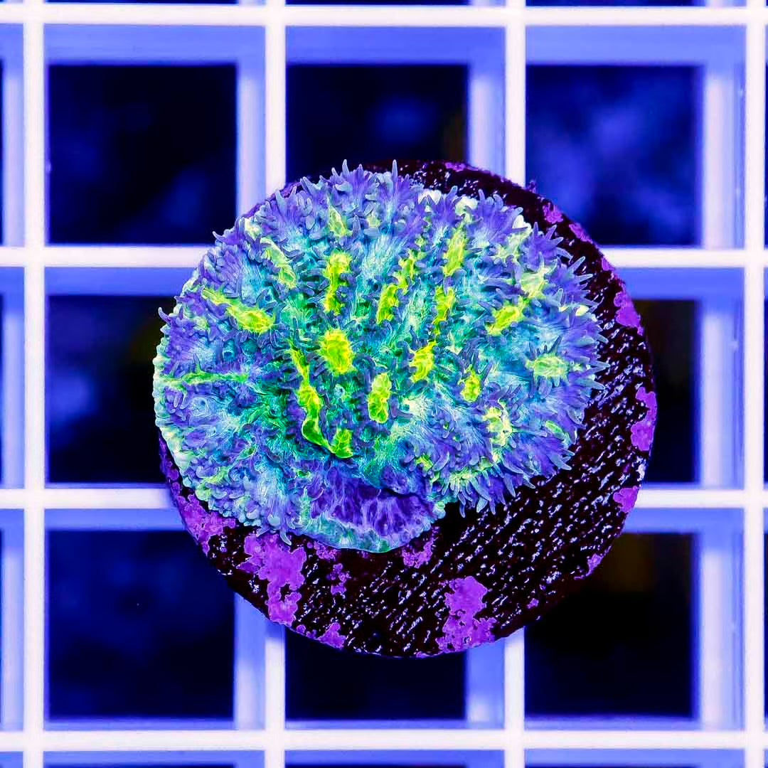Top Shelf Aquatics Ultra Lemon Frost Hydnophora Frag Mother Colony TSAUFHFMC052802 WYSIWYG