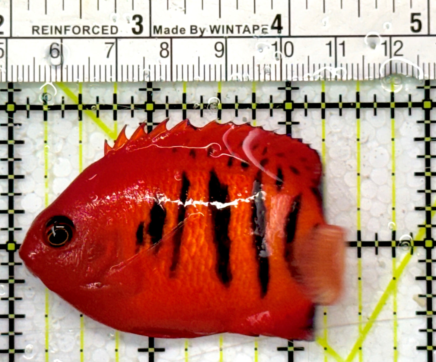 Flame Angelfish (Christmas Island, Super Red) FA051003 WYSIWYG Size: XL 3" approx