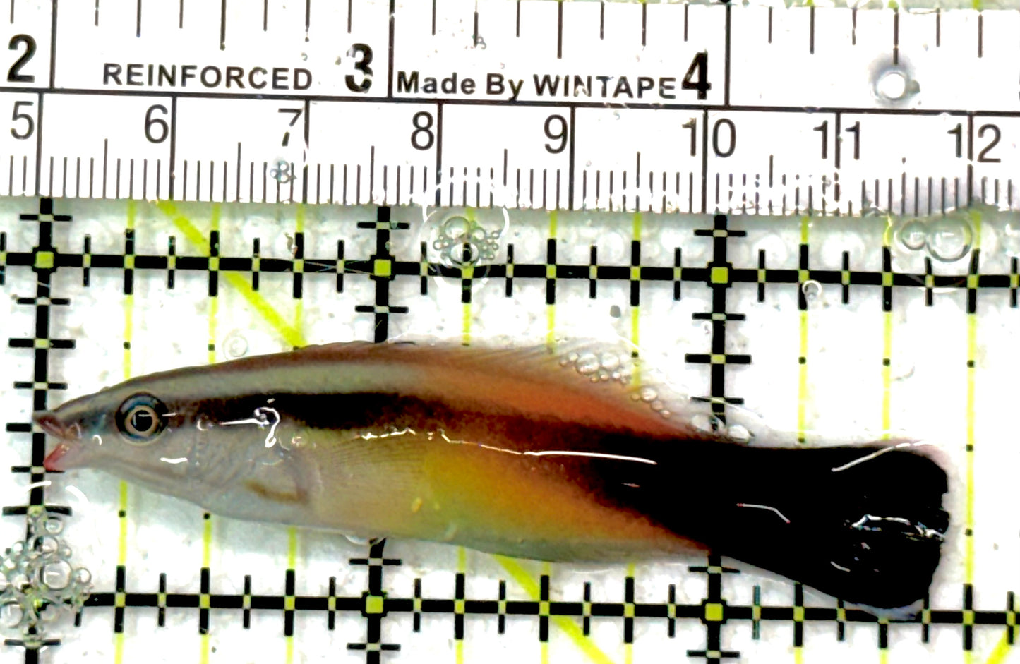 Rare Christmas Island Redlip Cleaner Wrasse RCIRCW051002 WYSIWYG Size : L 2.75" approx