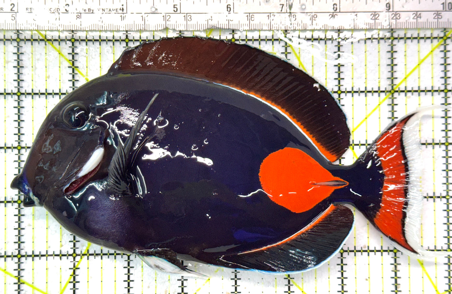 Achilles Tang AT051001 WYSIWYG Size: XXL/Show 8" approx