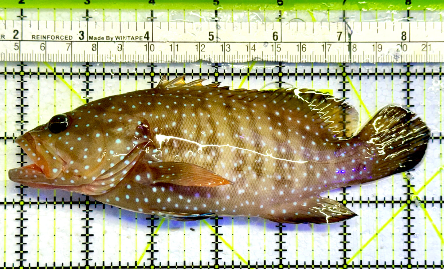 Chocolate Boenak Grouper CBG051001 WYSIWYG Size: XL 6.25”