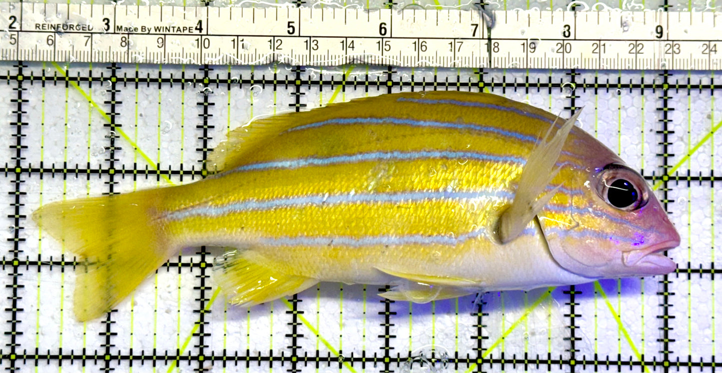 Blueline Snapper BS051001 WYSIWYG Size: XXL 6.5”