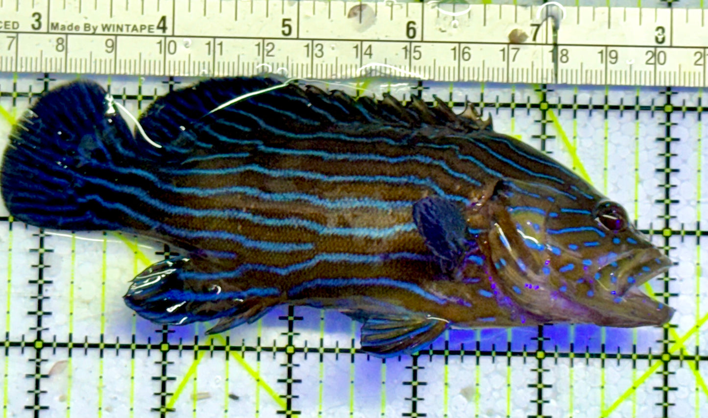 Blueline Grouper BG051001 WYSIWYG Size: XL 5.5”