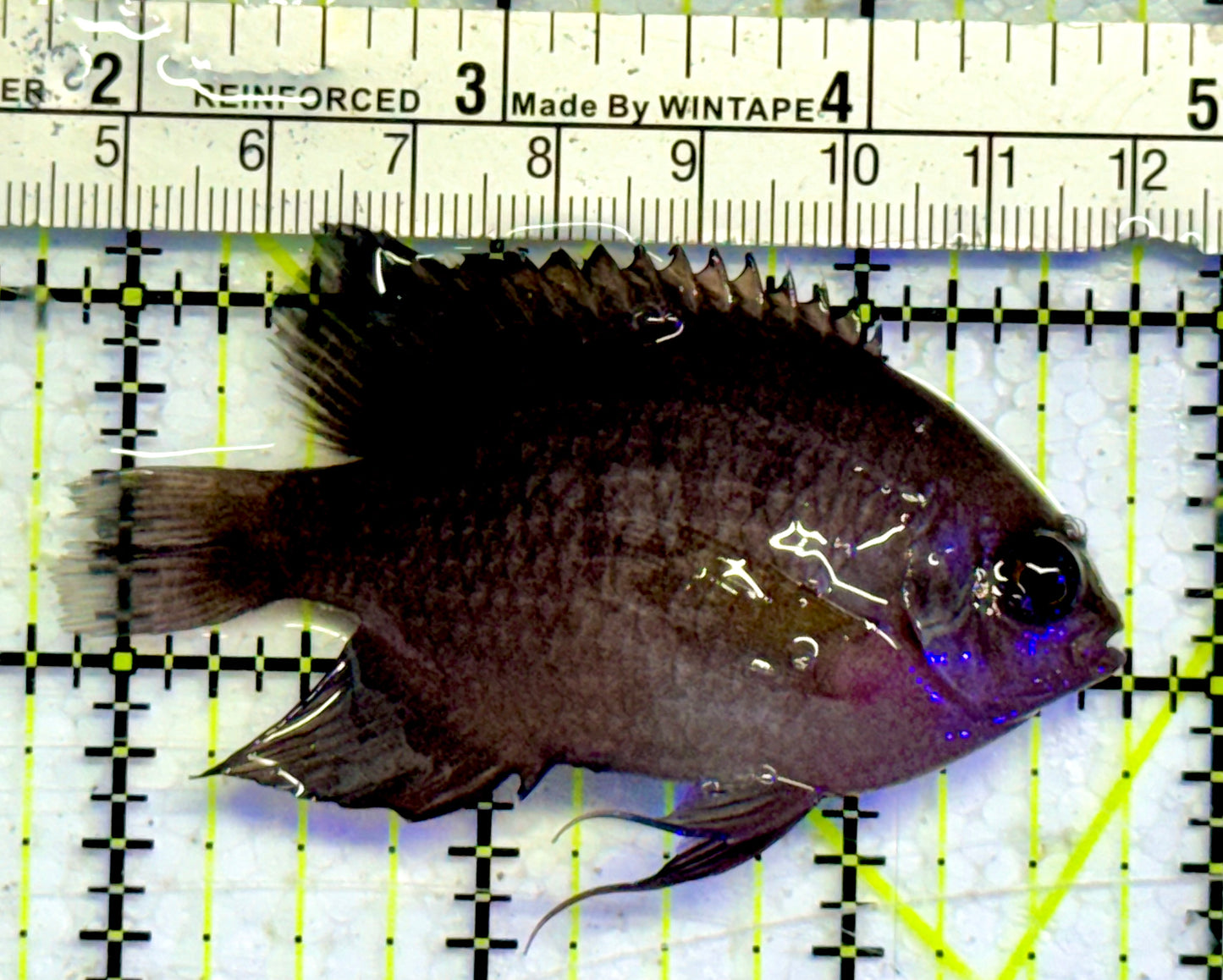 Domino Damselfish DDF051001 WYSIWYG Size: 3”