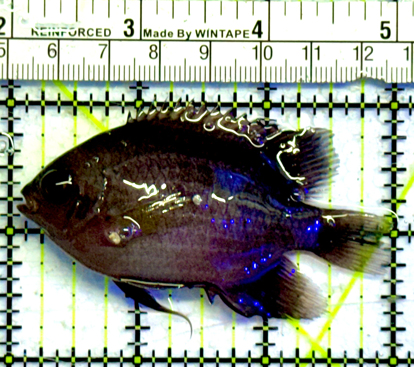 Domino Damselfish DDF051001 WYSIWYG Size: 3”