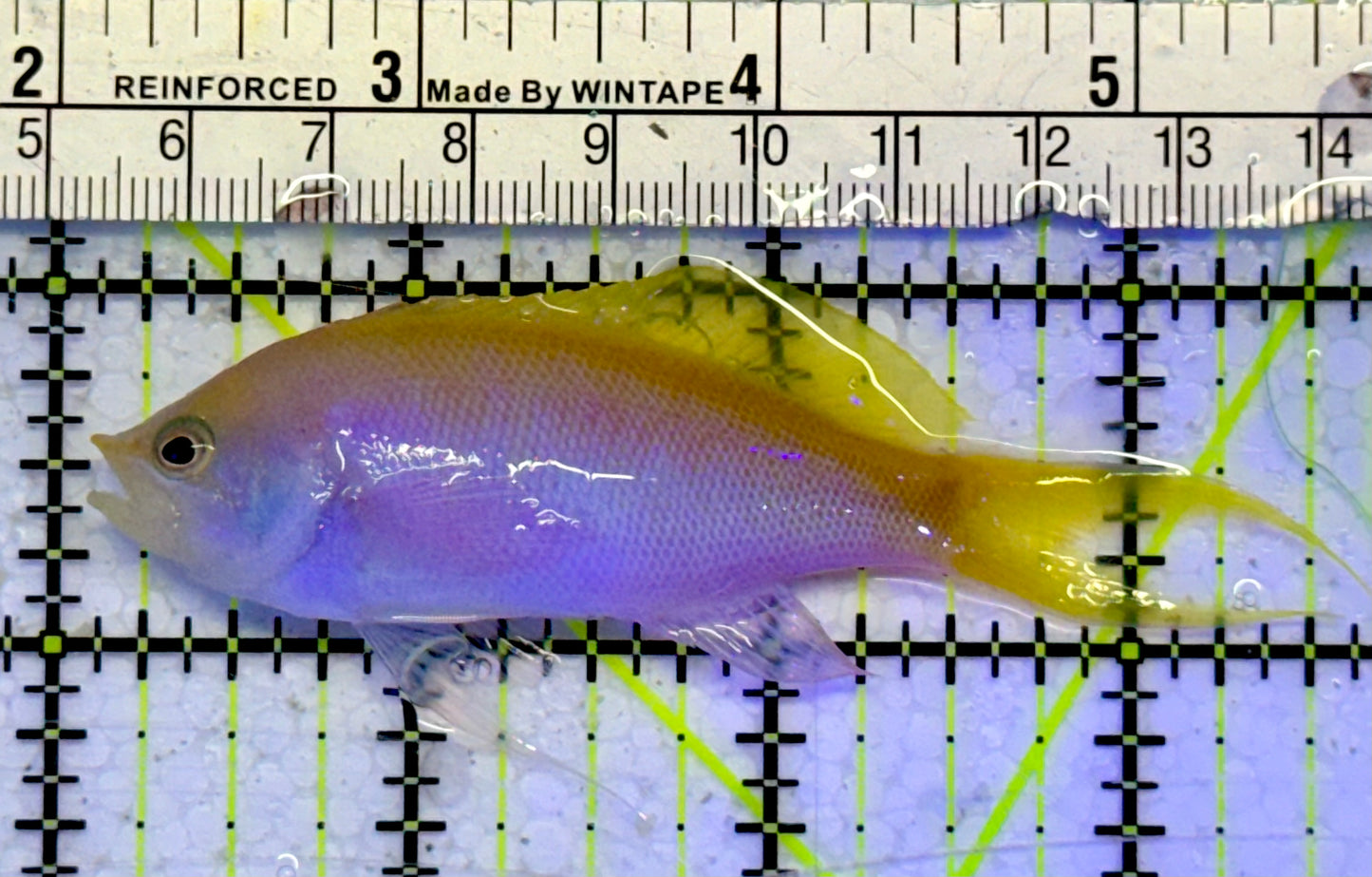 Bartlett's Anthias BA051001 WYSIWYG Size: 3.5”