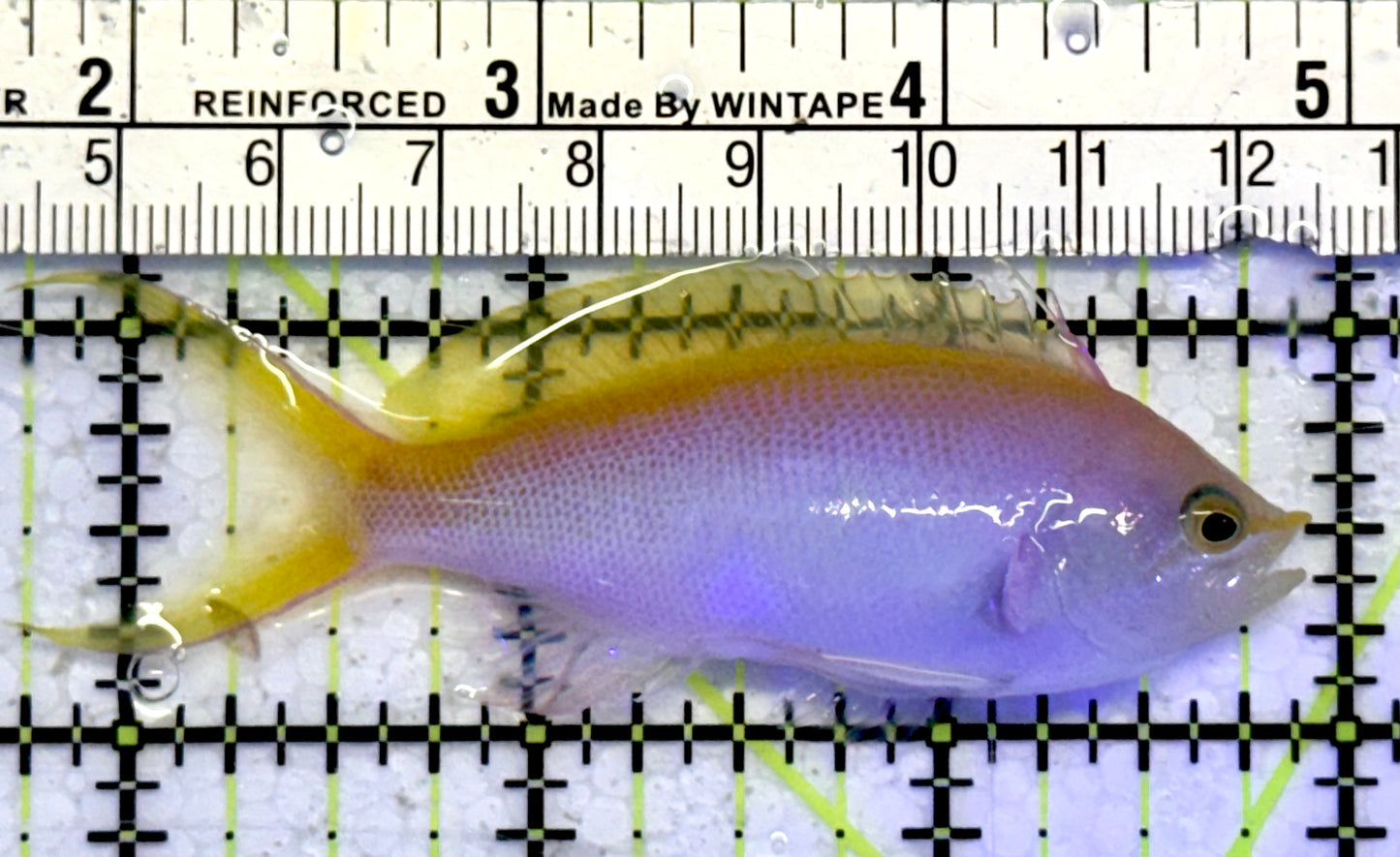Bartlett's Anthias BA051002 WYSIWYG Size: XL 3"