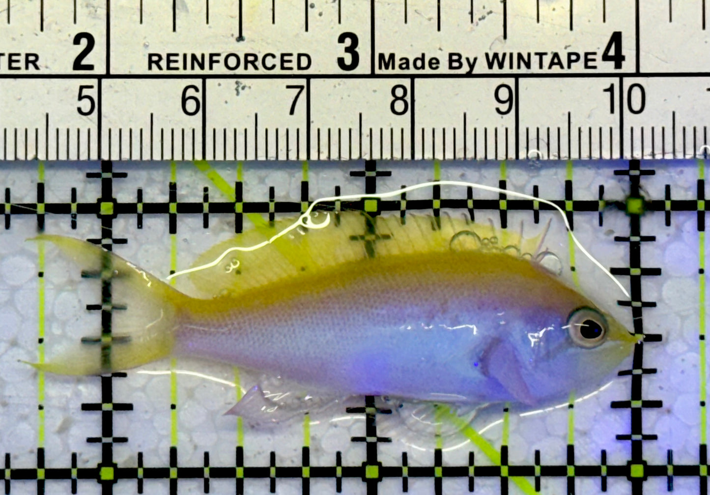 Bartlett's Anthias BA051003 WYSIWYG Size: 2.25"