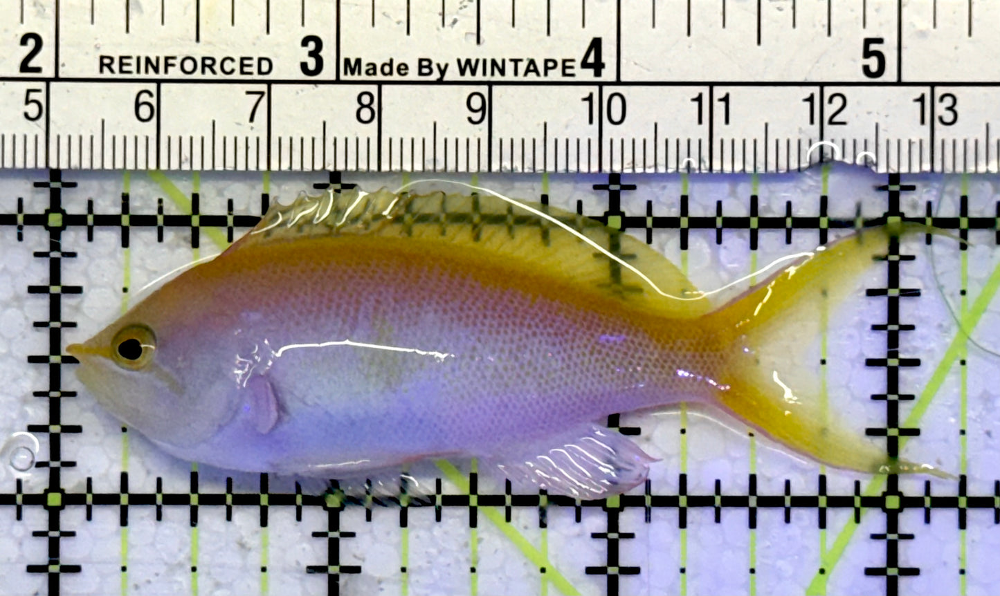 Bartlett's Anthias BA051004 WYSIWYG Size: XL 3"