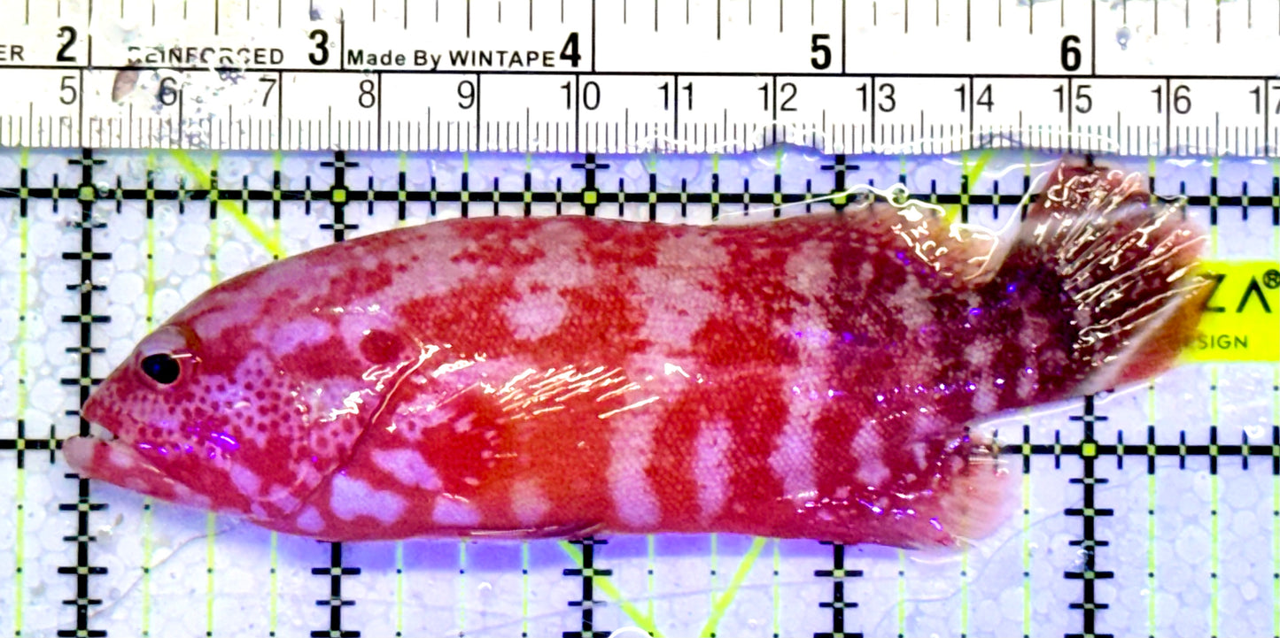 Strawberry Grouper SG051001 WYSIWYG Size: L 4.5”