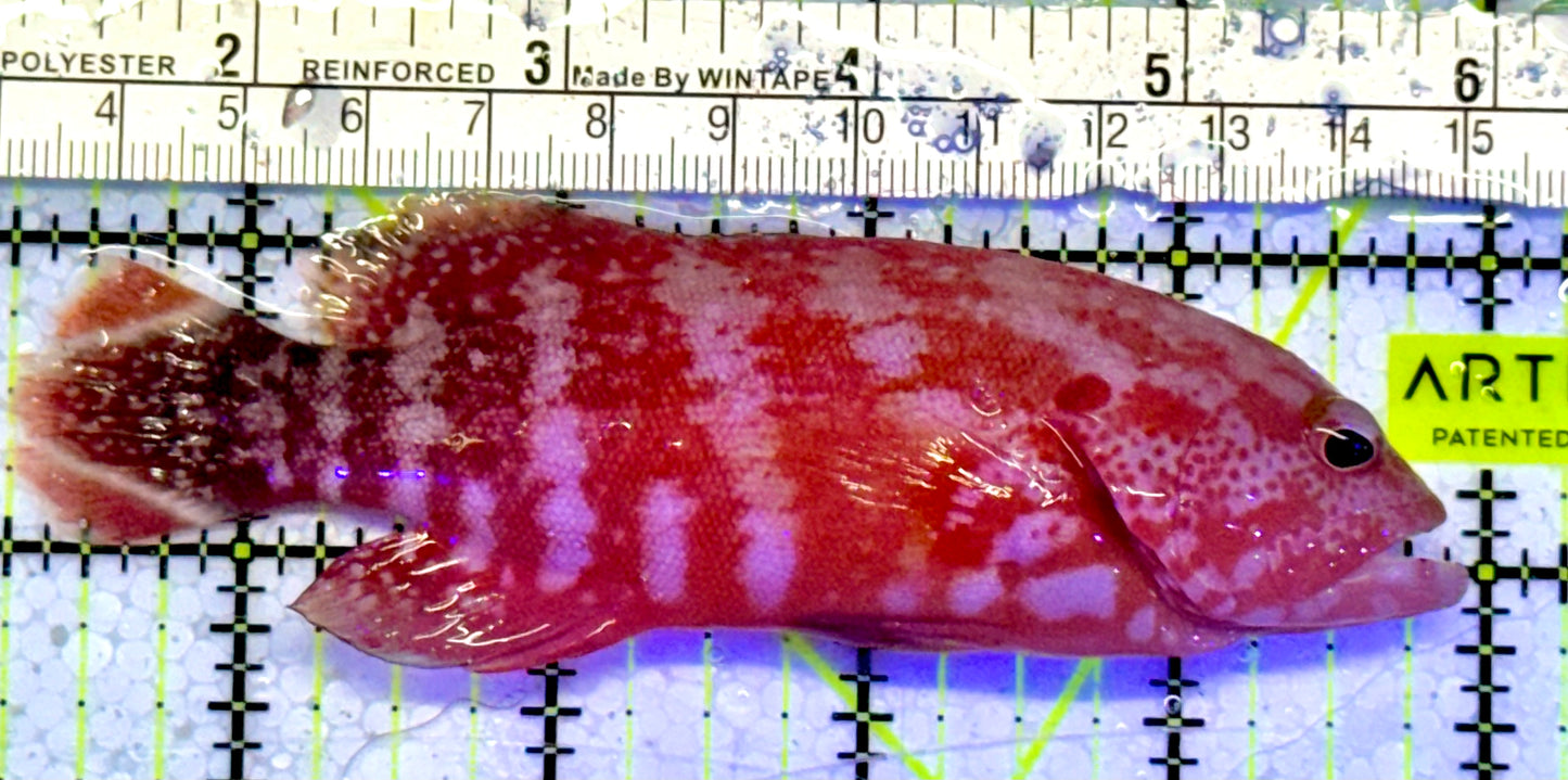 Strawberry Grouper SG051001 WYSIWYG Size: L 4.5”