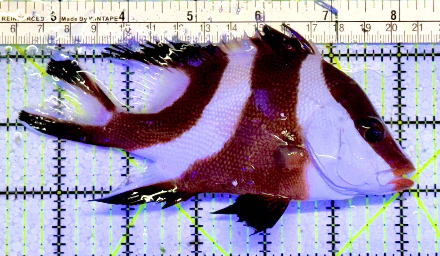 Red Emperor Snapper RES051002 WYSIWYG Size: L 5.5”