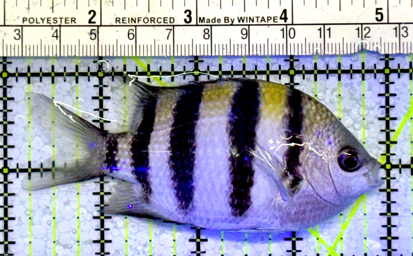 Sergeant Major Damselfish SMD051002 WYSIWYG Size: 4”