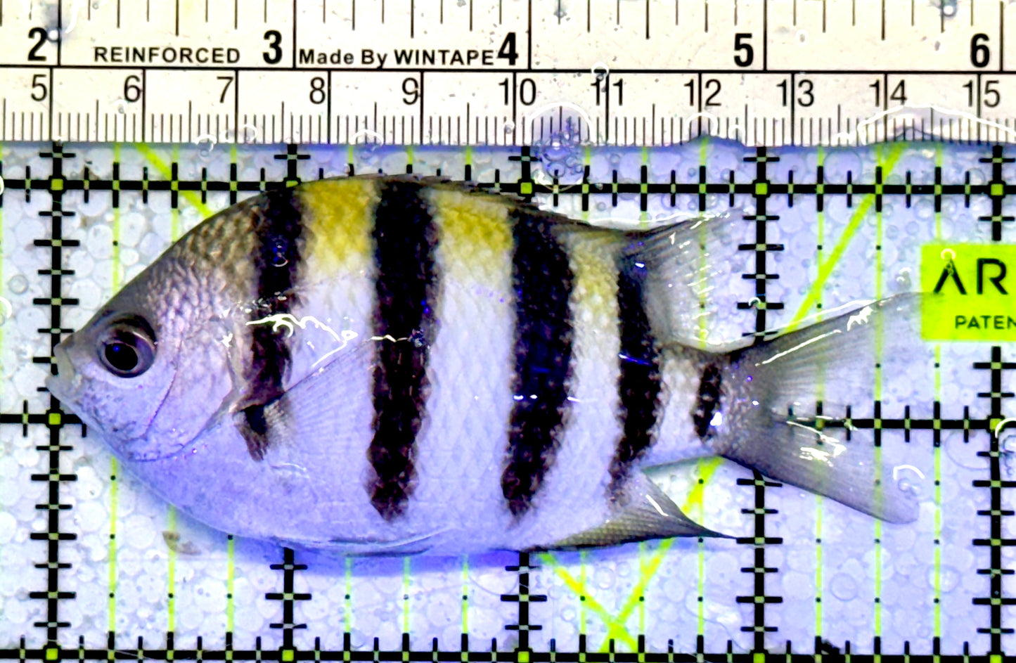 Sergeant Major Damselfish SMD051002 WYSIWYG Size: 4”