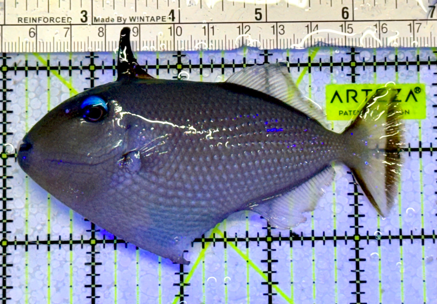 Female Blue Throat Triggerfish (Reefsafe) BTT051002 WYSIWYG Size: ML 4.5”