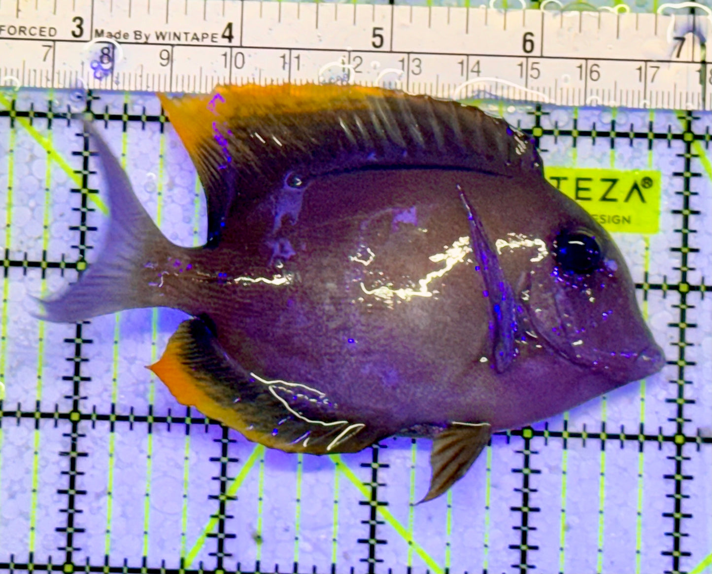 Flame Fin Tomini Tang FFT051001 WYSIWYG Size: M 4.25"