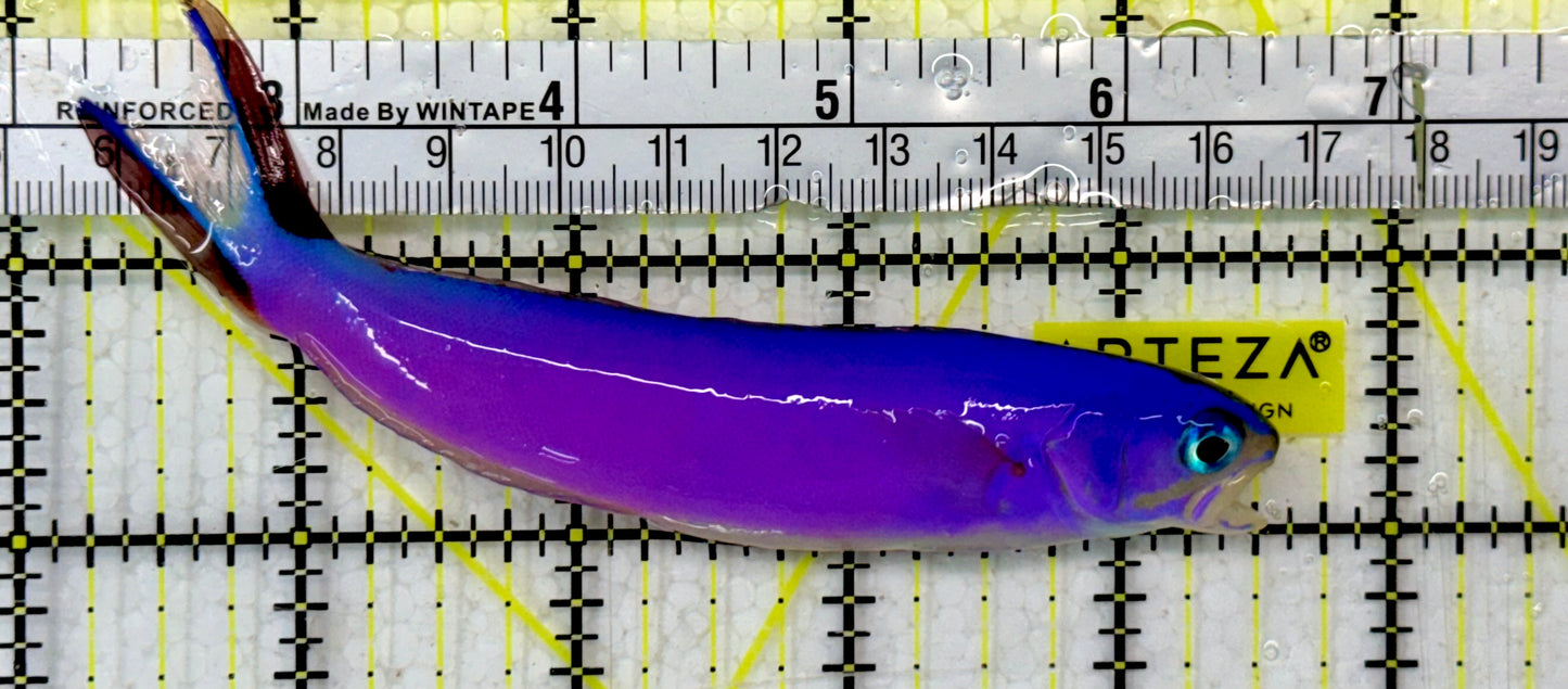 Purple Tilefish PTF051301 WYSIWYG Size: XL 5"