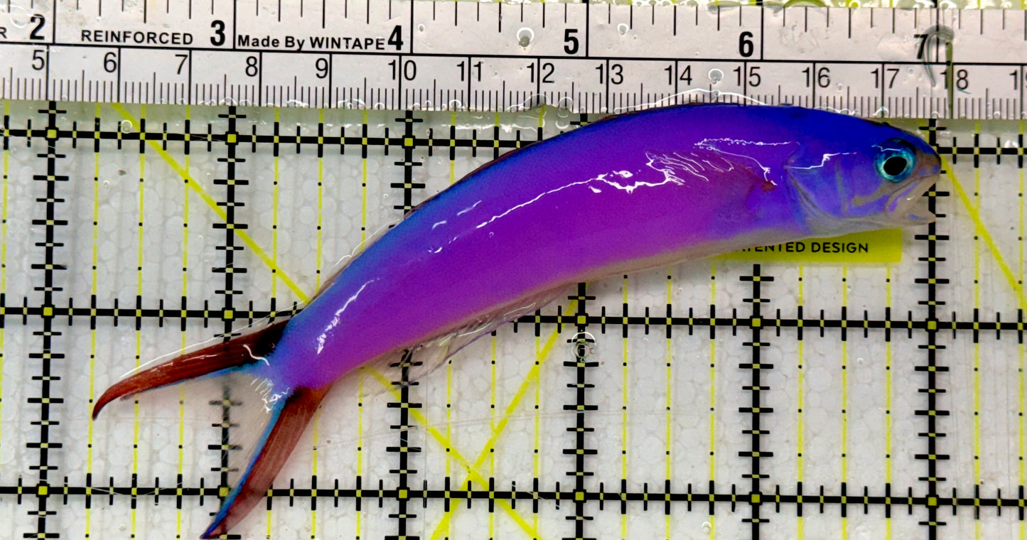 Purple Tilefish PTF051302 WYSIWYG Size: XL 5"