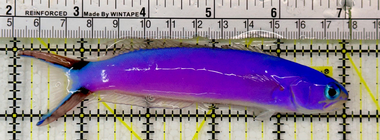 Purple Tilefish PTF051303 WYSIWYG Size: XL 5"