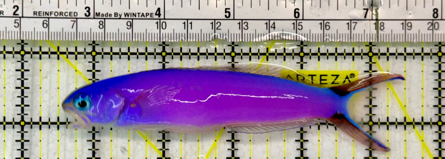 Purple Tilefish PTF051304 WYSIWYG Size: XL 5"
