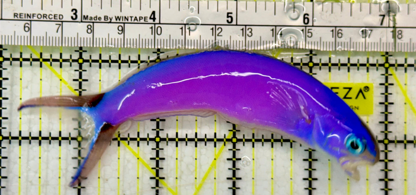 Purple Tilefish PTF051304 WYSIWYG Size: XL 5"