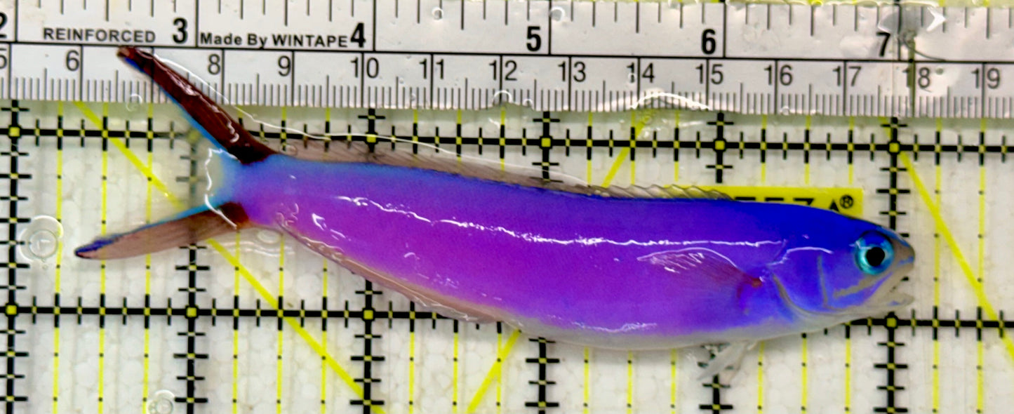 Purple Tilefish PTF051305 WYSIWYG Size: XL 4.5"